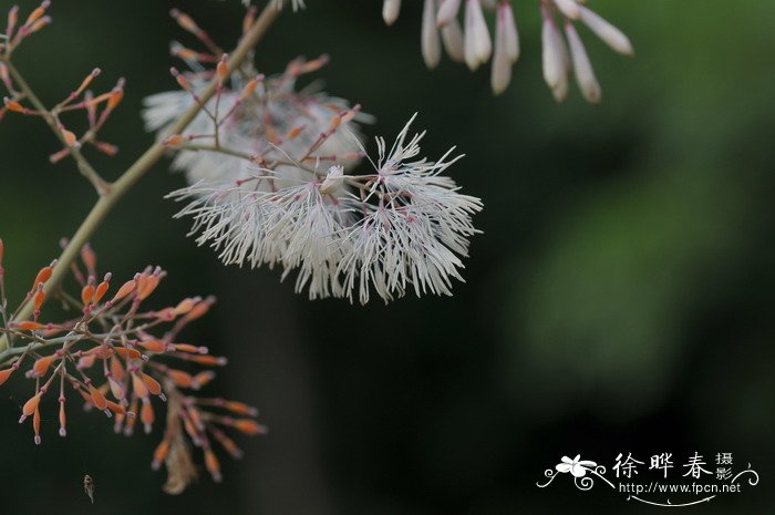 博落回Macleaya cordata 博落回Macleaya cordata