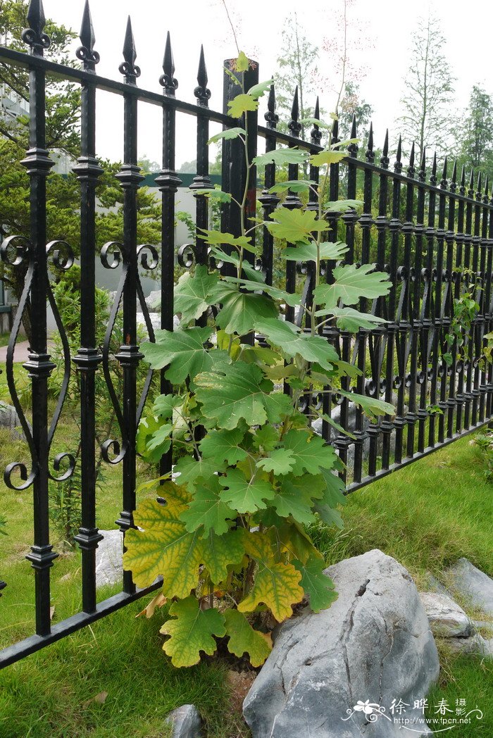 博落回Macleaya cordata 博落回Macleaya cordata