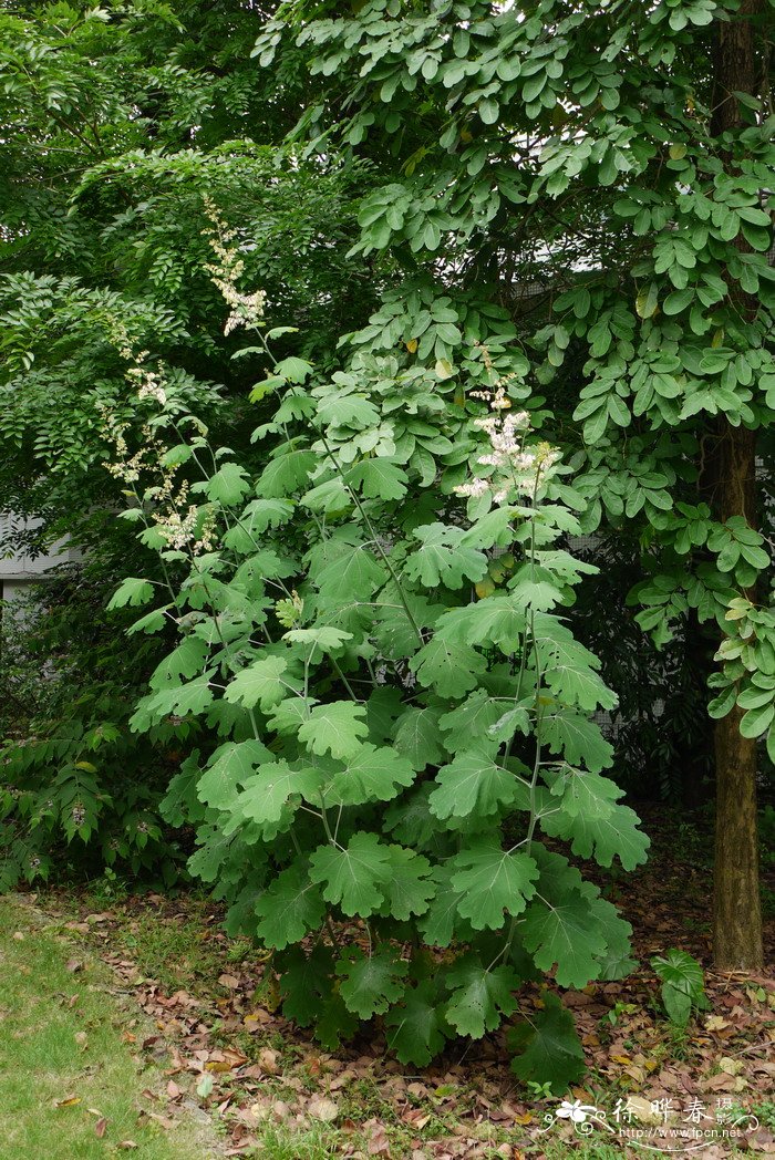 博落回Macleaya cordata 博落回Macleaya cordata