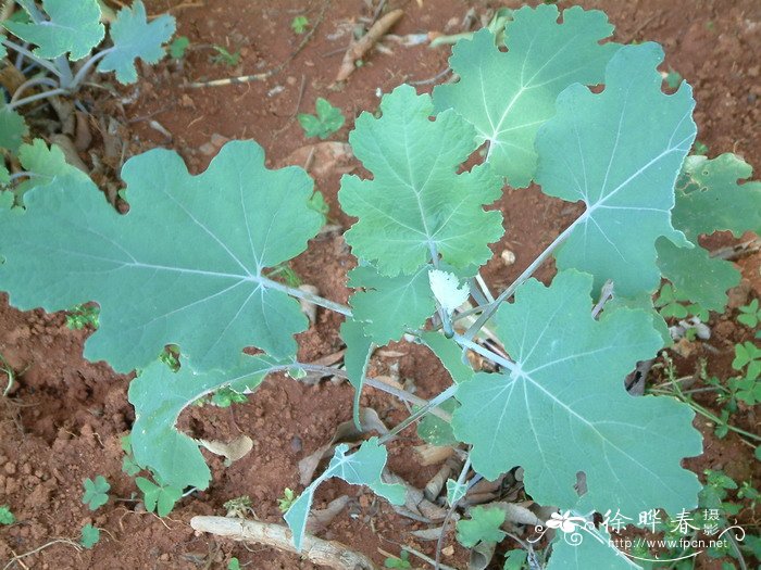 小果博落回Macleaya microcarpa 小果博落回Macleaya microcarpa