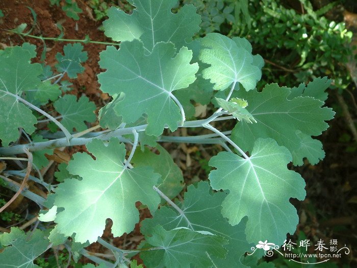 小果博落回Macleaya microcarpa