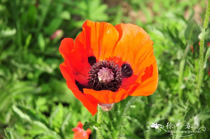 东方罂粟Papaver orientale 东方罂粟Papaver orientale