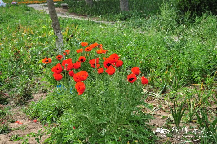 东方罂粟Papaver orientale 东方罂粟Papaver orientale