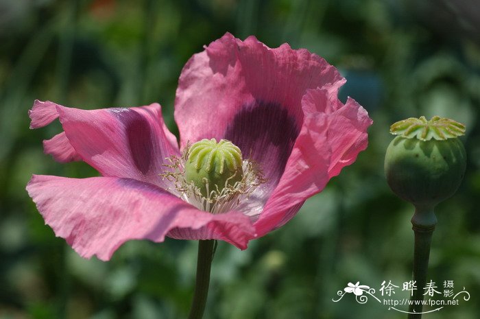 罂粟Papaver somniferum 罂粟Papaver somniferum