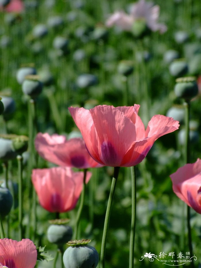 罂粟Papaver somniferum 罂粟Papaver somniferum