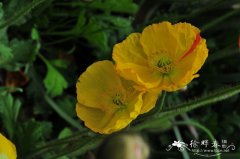 虞美人Papaver rhoeas
