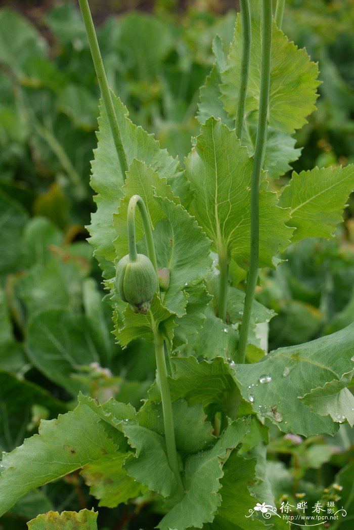 罂粟Papaver somniferum 罂粟Papaver somniferum