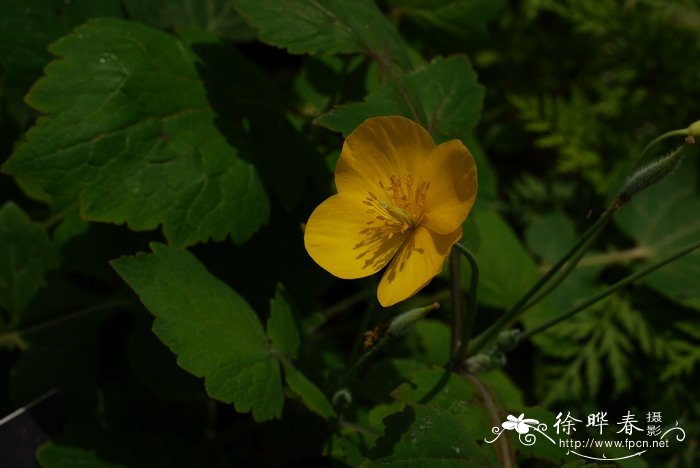四川金罂粟Stylophorum sutchuenense 四川金罂粟Stylophorum sutchuenense