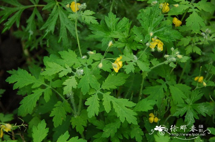 白屈菜Chelidonium majus