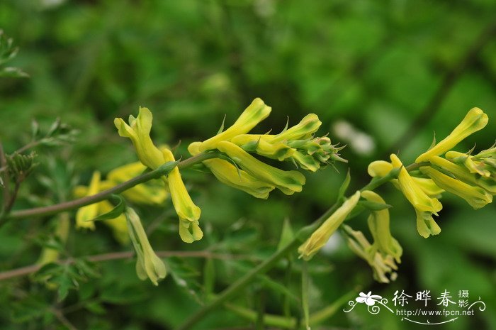台湾黄堇Corydalis balansae 台湾黄堇Corydalis balansae