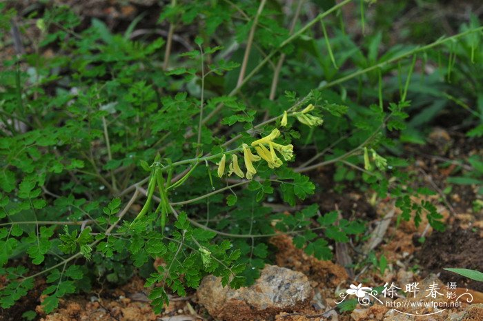 台湾黄堇Corydalis balansae 台湾黄堇Corydalis balansae