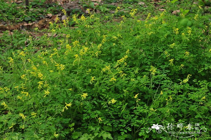 台湾黄堇Corydalis balansae 台湾黄堇Corydalis balansae