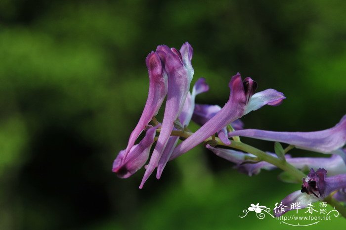 珠芽紫堇Corydalis balsamiflora