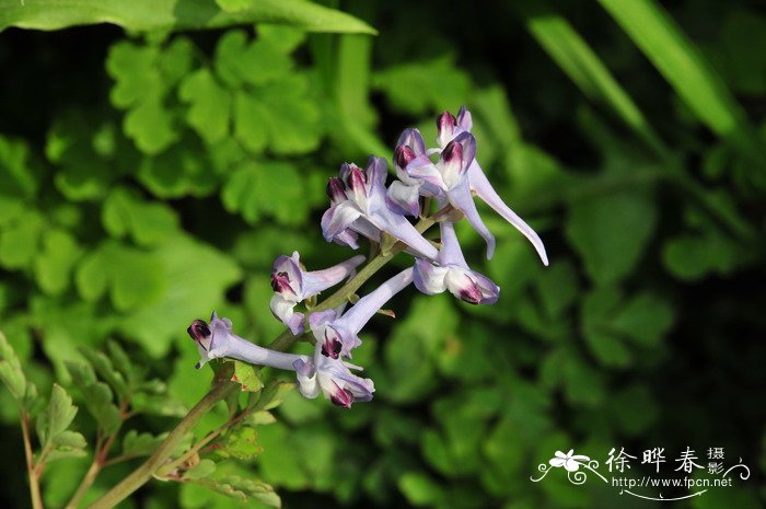 珠芽紫堇Corydalis balsamiflora