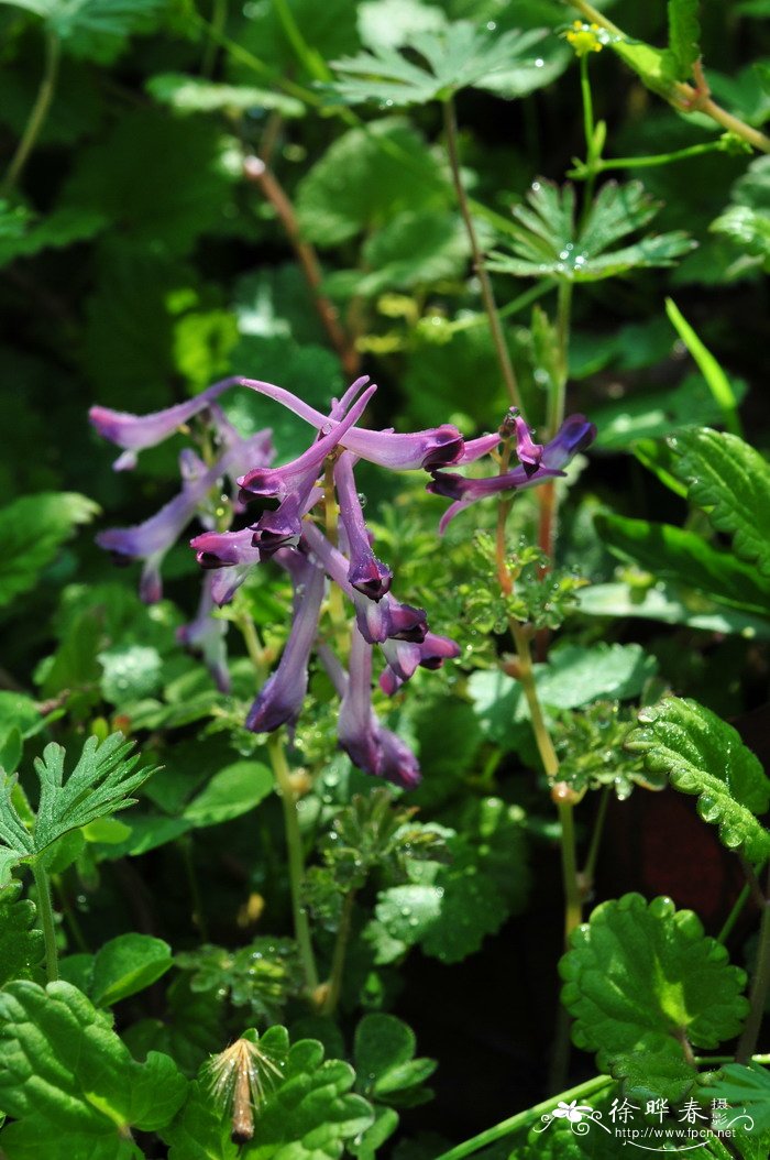 珠芽紫堇Corydalis balsamiflora