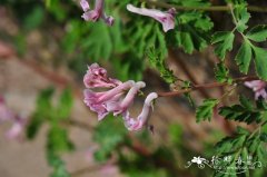 紫堇Corydalis edulis