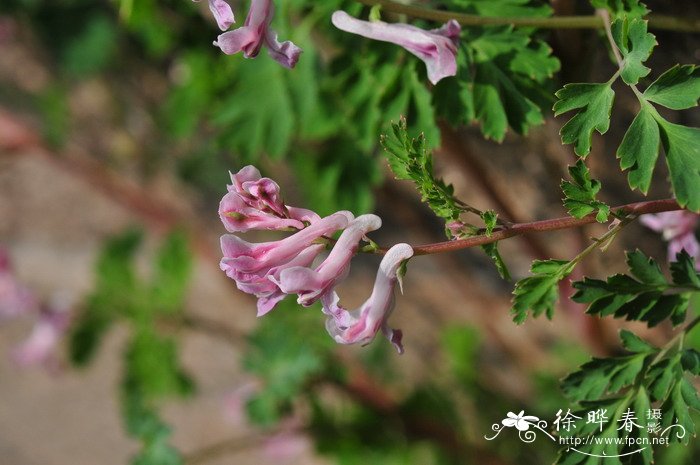 紫堇Corydalis edulis 紫堇Corydalis edulis