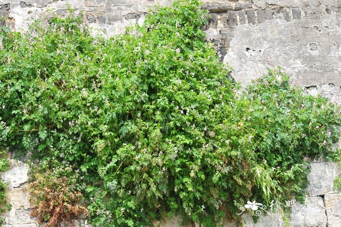 紫堇Corydalis edulis 紫堇Corydalis edulis
