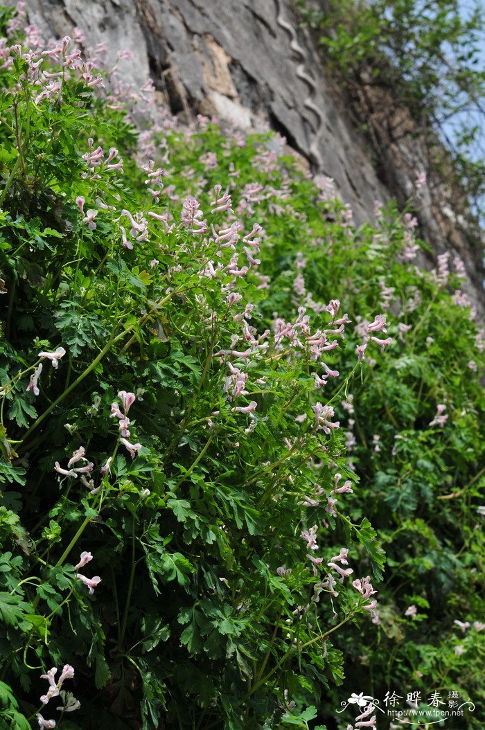 紫堇Corydalis edulis