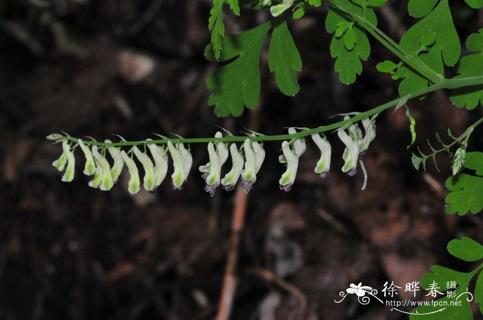 蛇果黄堇 Corydalis ophiocarpa 蛇果黄堇 Corydalis ophiocarpa