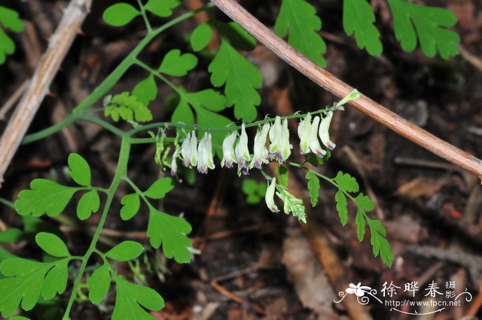 蛇果黄堇 Corydalis ophiocarpa