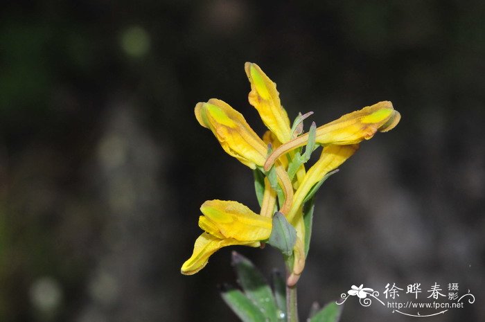 具冠黄堇Corydalis cristata