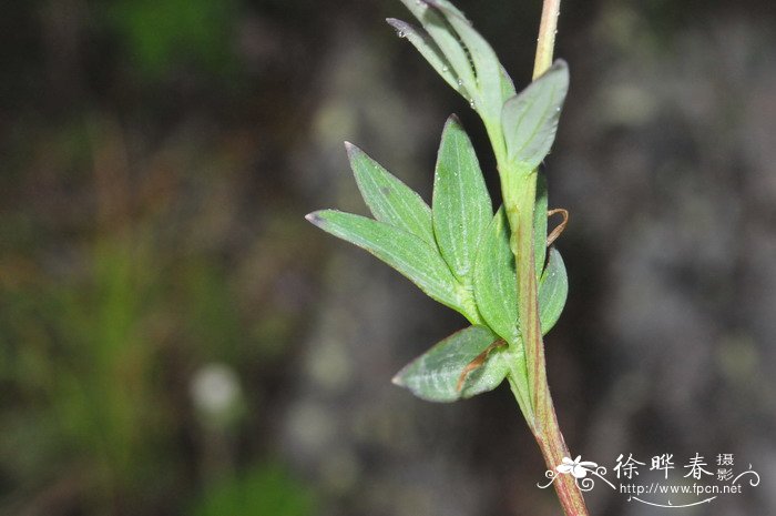 具冠黄堇Corydalis cristata