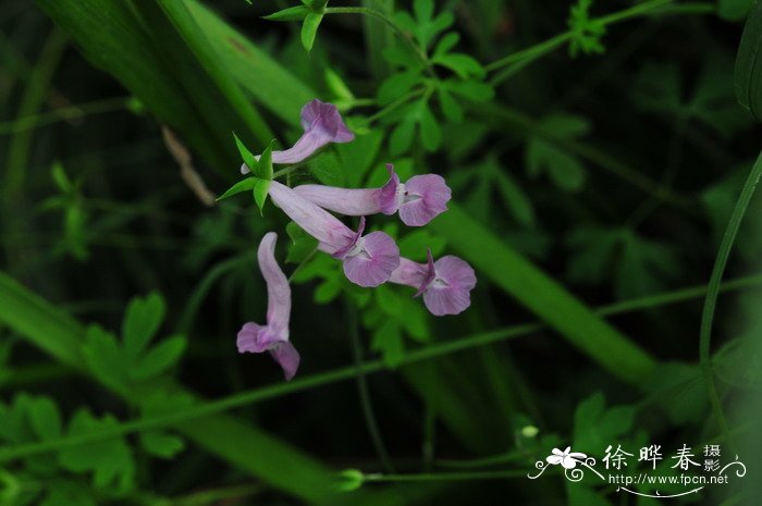 夏天无Corydalis decumbens 夏天无Corydalis decumbens