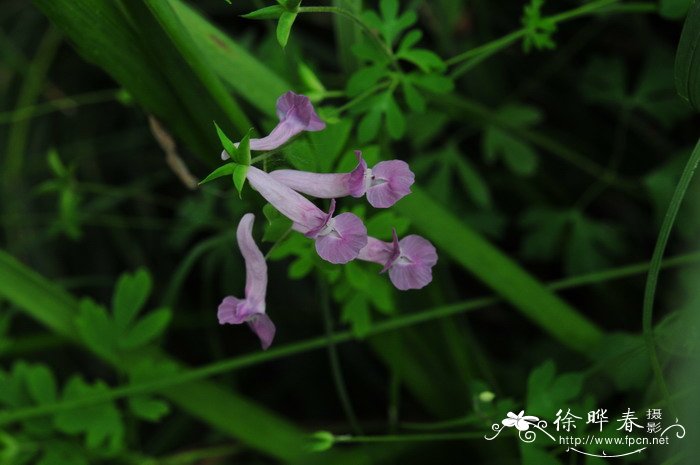 夏天无Corydalis decumbens