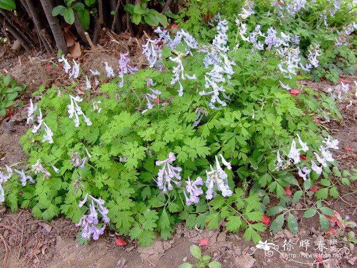 北京延胡索Corydalis gamosepala