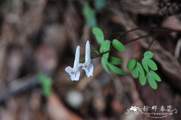 土元胡Corydalis humosa 土元胡Corydalis humosa