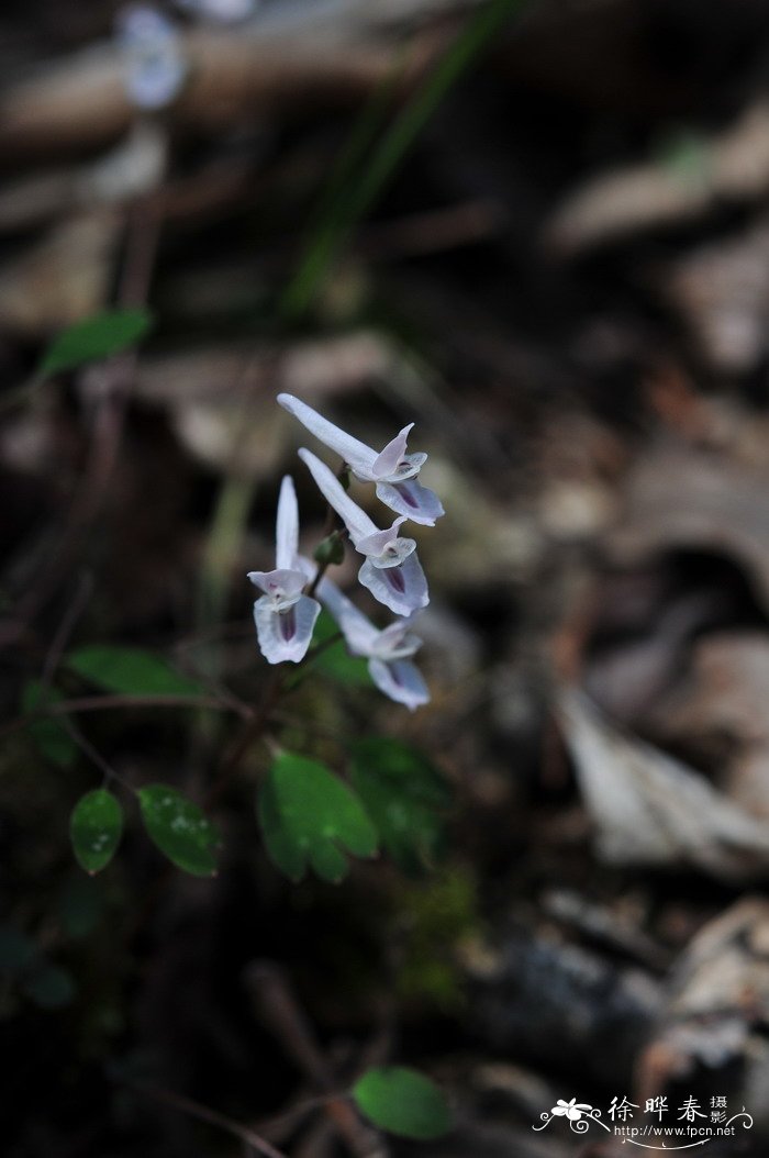 土元胡Corydalis humosa 土元胡Corydalis humosa