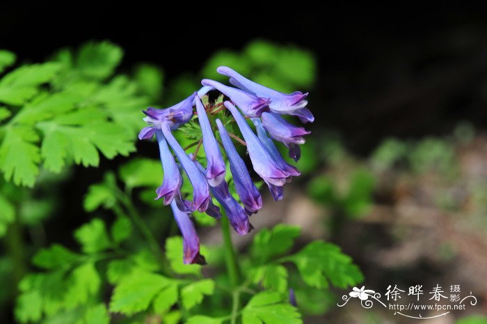 刻叶紫堇Corydalis incisa 刻叶紫堇Corydalis incisa