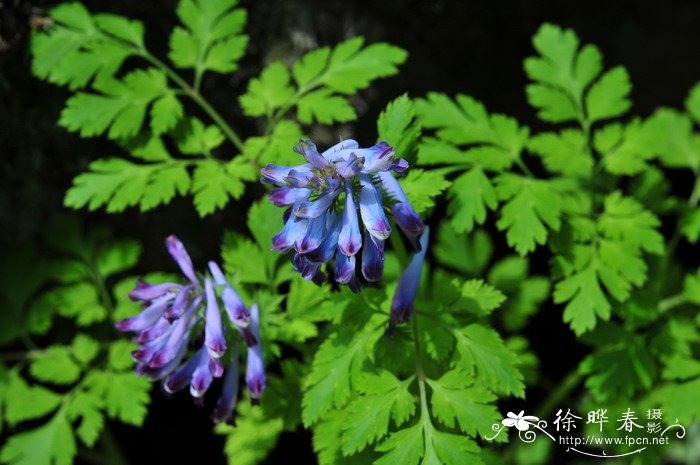 刻叶紫堇Corydalis incisa 刻叶紫堇Corydalis incisa