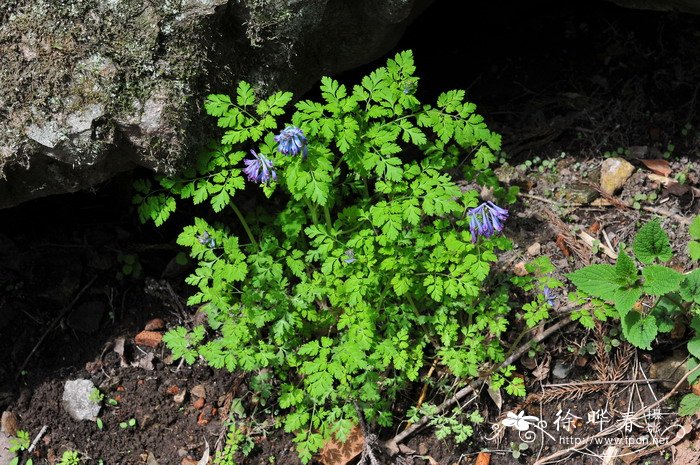 刻叶紫堇Corydalis incisa 刻叶紫堇Corydalis incisa