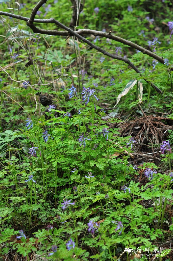 刻叶紫堇Corydalis incisa