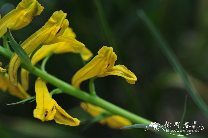 条裂黄堇Corydalis linarioides 条裂黄堇Corydalis linarioides