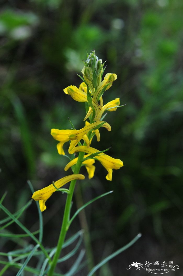 条裂黄堇Corydalis linarioides 条裂黄堇Corydalis linarioides