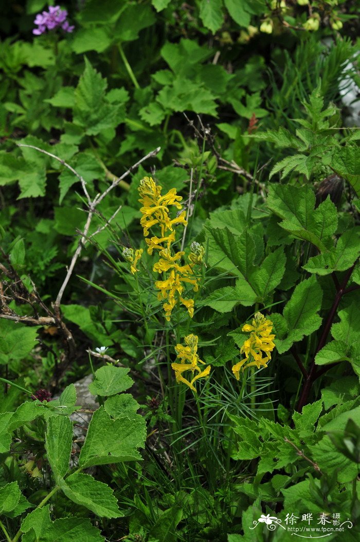 条裂黄堇Corydalis linarioides