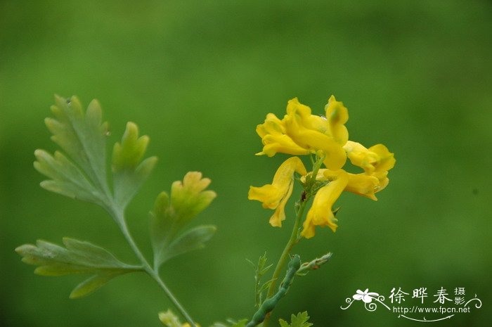黄紫堇Corydalis ochotensis 黄紫堇Corydalis ochotensis