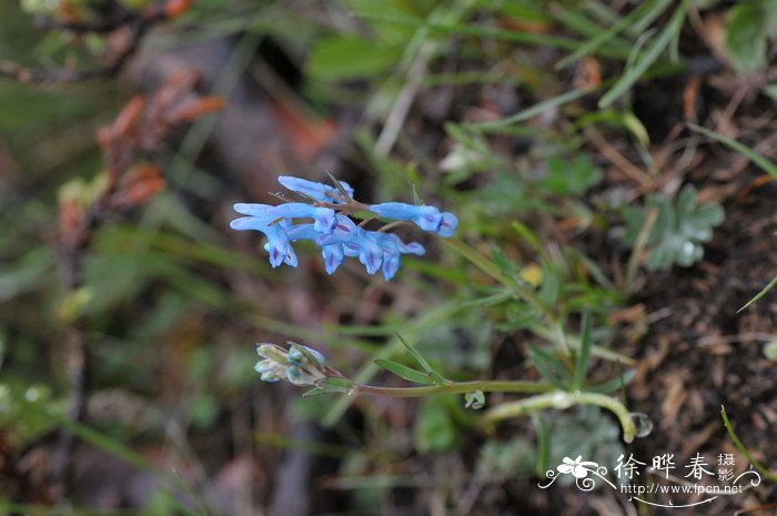 浪穹紫堇Corydalis pachycentra 浪穹紫堇Corydalis pachycentra