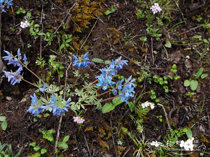 浪穹紫堇Corydalis pachycentra 浪穹紫堇Corydalis pachycentra