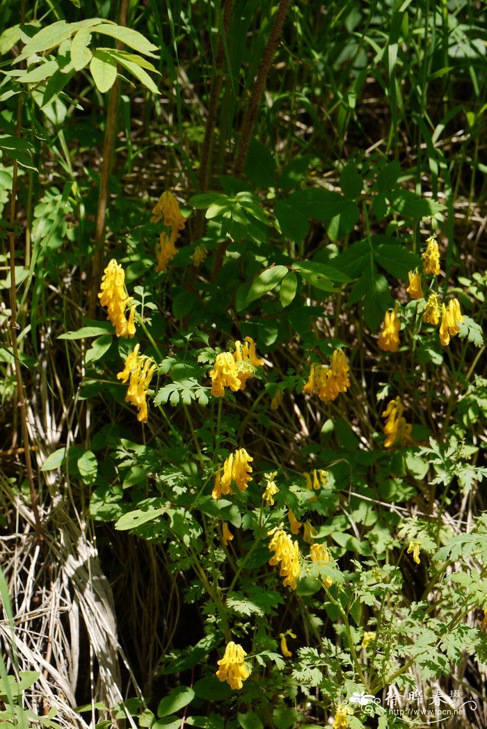 黄堇Corydalis pallida 黄堇Corydalis pallida
