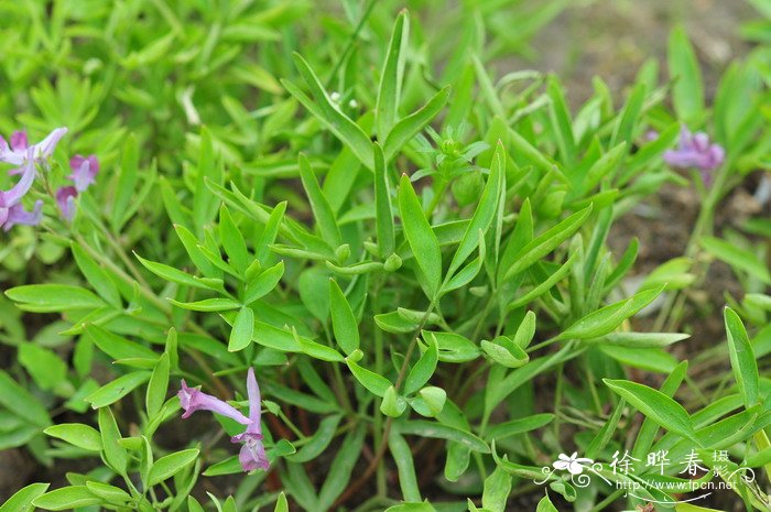 延胡索Corydalis yanhusuo 延胡索Corydalis yanhusuo