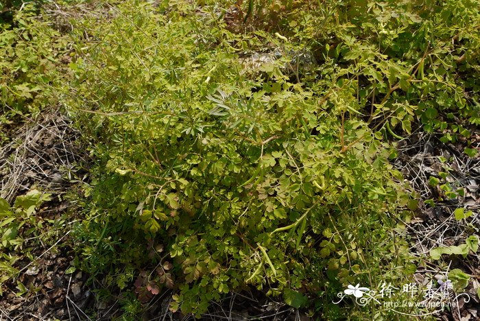 小花黄堇Corydalis racemosa 小花黄堇Corydalis racemosa
