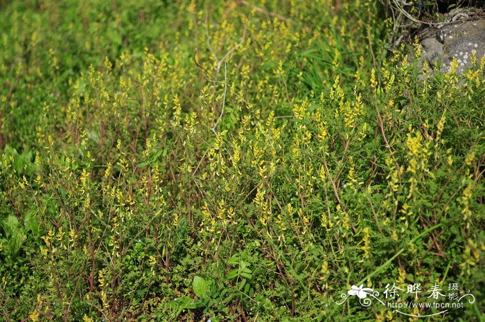 小花黄堇Corydalis racemosa 小花黄堇Corydalis racemosa