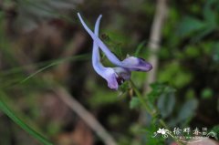 地锦苗Corydalis sheareri