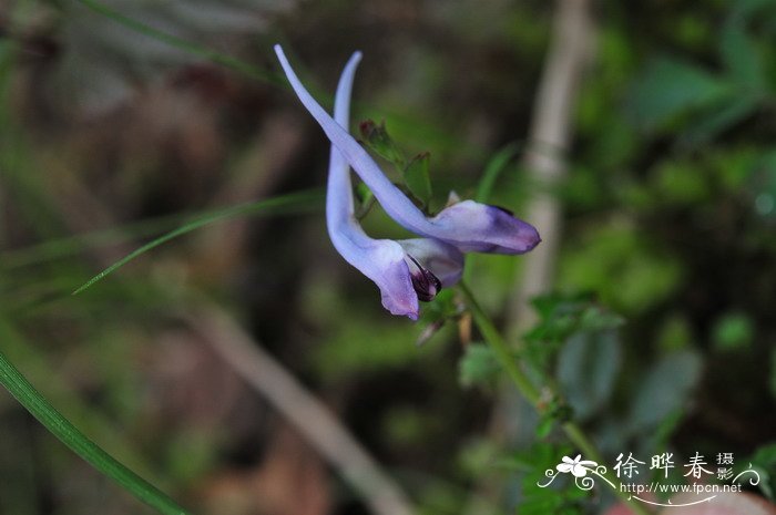 地锦苗Corydalis sheareri 地锦苗Corydalis sheareri