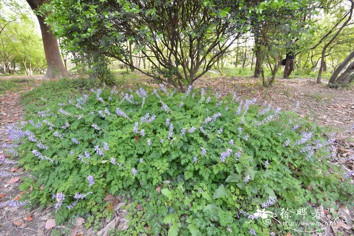 地锦苗Corydalis sheareri 地锦苗Corydalis sheareri
