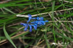 陕西紫堇Corydalis shensiana